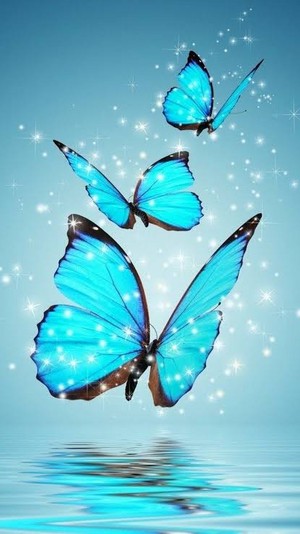 Butterfly 🦋🦋