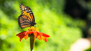 vlinder over a bloem