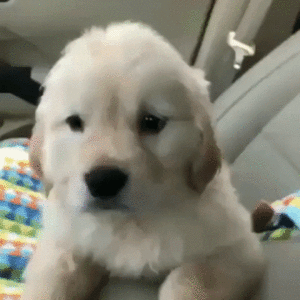  Cute щенок