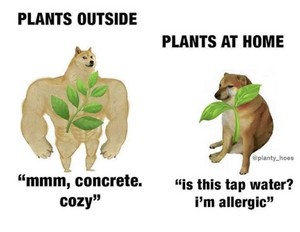 Doge meme plant