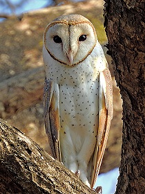  Eastern granero Owl
