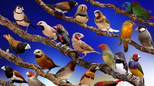  Finches