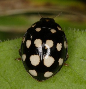  Lady bug