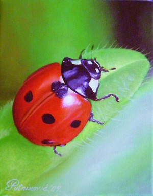  Lady bug