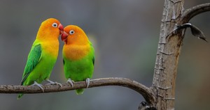  Lovebirds