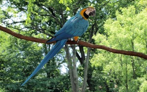 ara, macaw