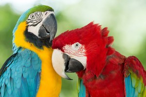  Macaws