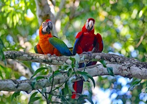  Macaws