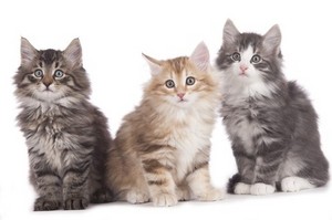  Norwegian Forest chatons
