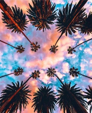  Palm Trees Under Colorful Sky