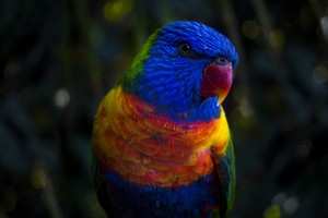  arco iris Lorikeet