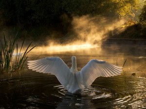 angsa, swan