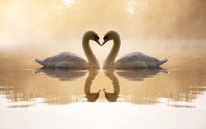  Swans
