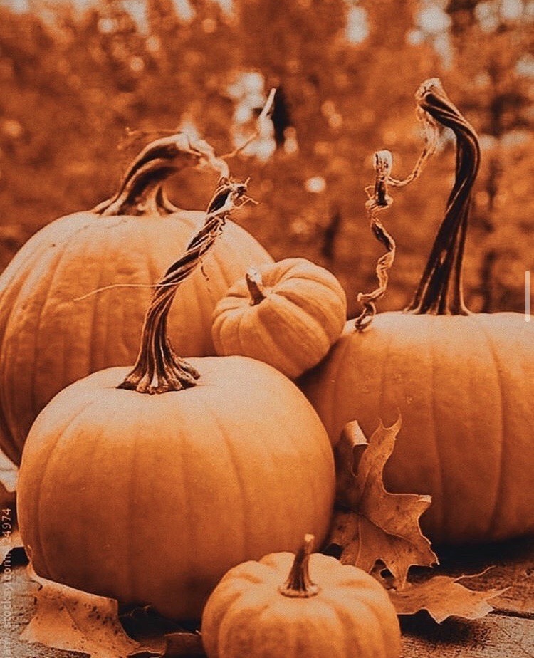 🍁🍂Autumn Aesthetic🍁🍂 - Autumn Photo (43549018) - Fanpop