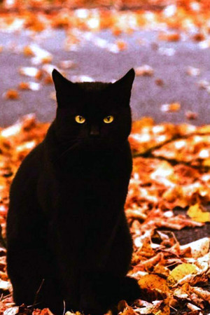  🍂Autumn black cat 🍂🖤