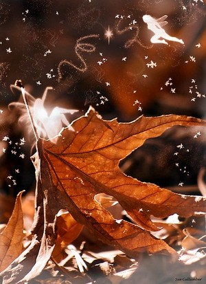  Autumn Elfen 🍂
