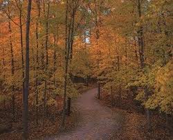  Autumn Trail