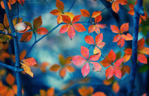  Autumn (wallpaper)