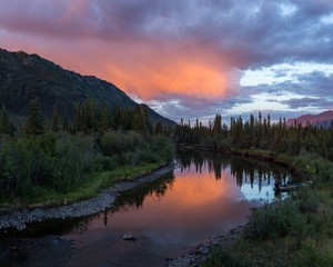  beaver, biva Creek, Yukon