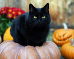  Black Cat Halloween