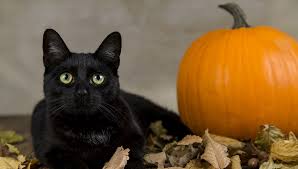  Black Cat halloween