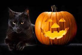  Black Cat Хэллоуин