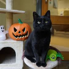  Black Cat Хэллоуин