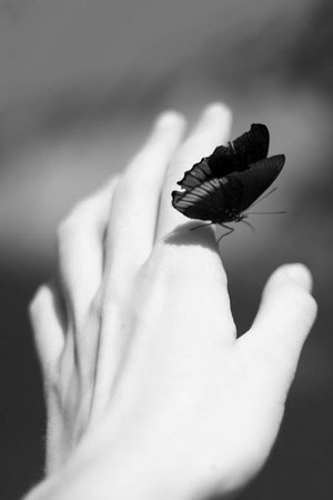  Black and white borboleta