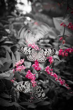 Black and white butterfly 