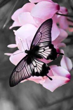 Black and white butterfly 