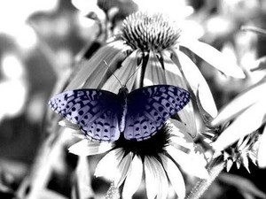  Black and white kupu-kupu