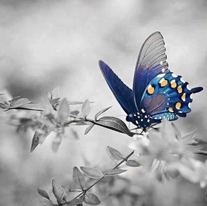  Black and white papillon