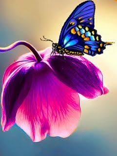  borboleta 🦋🦋