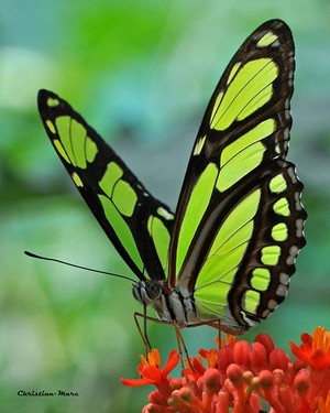 Butterfly(s) 