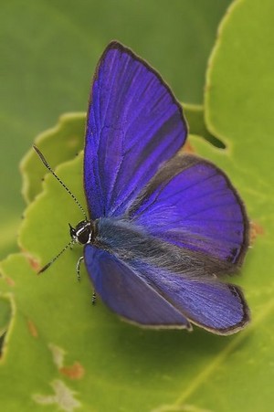 Butterfly(s) 