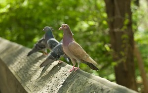  Pigeons