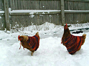  ❄️ Winter on the farm || chickens in crochet capes 🐓