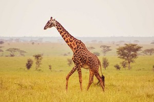  African animais
