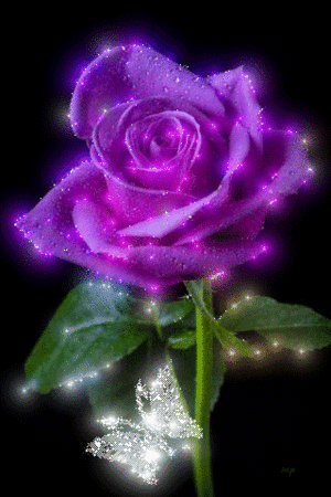  Beautiful Rose 🌸