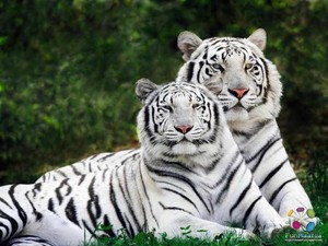  Beautiful tigres 💕