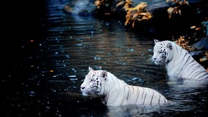 Beautiful Tigers 💕