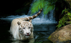  Beautiful Tiger 💕