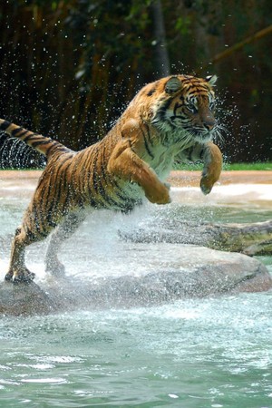  Beautiful Tigers 💕