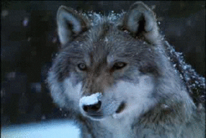 Beautiful Winter Wolf ❄️🎄
