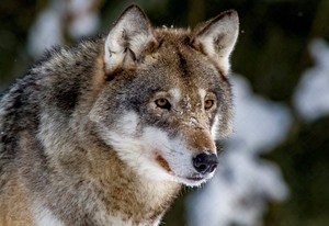  Beautiful Wolves 🐺
