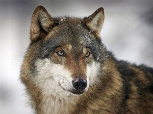  Beautiful serigala 🐺