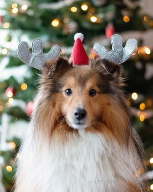  क्रिस्मस कुत्ता 🎄🎅