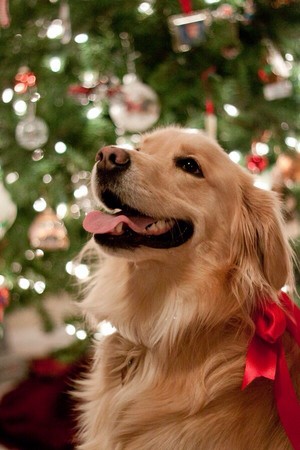  Рождество Собаки 🎄🎅