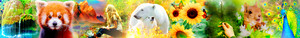  Club Banner for "Sunny life of nature and animals"