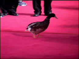  Gary The pato 2005 disney Film Premiere Of The Pacifier